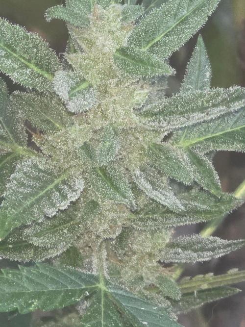 outdoor exp frostbanger 3 ème génération. Week 11