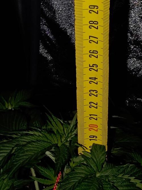 (EN) HOKUZAN WORLD BREEDERS BIOTABS. Week 3