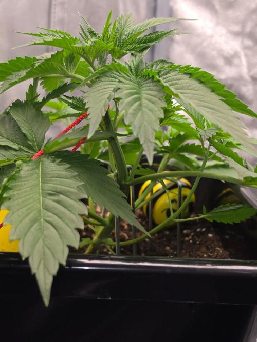 (EN) HOKUZAN WORLD BREEDERS BIOTABS. Week 3