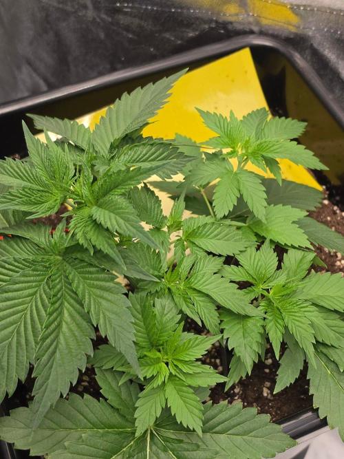 (EN) HOKUZAN WORLD BREEDERS BIOTABS. Week 3