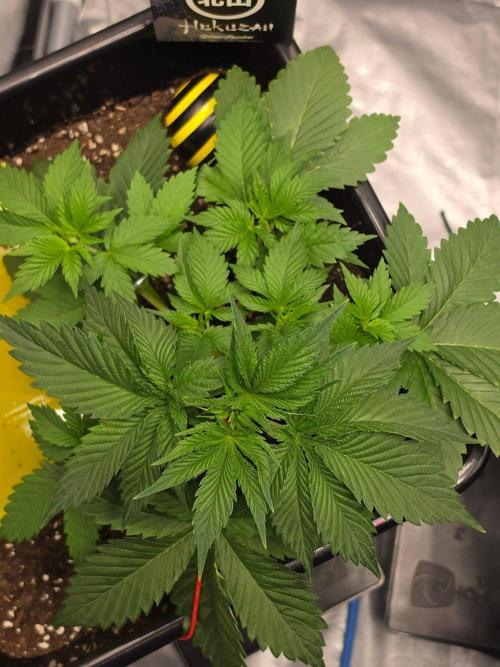 (EN) HOKUZAN WORLD BREEDERS BIOTABS. Week 3