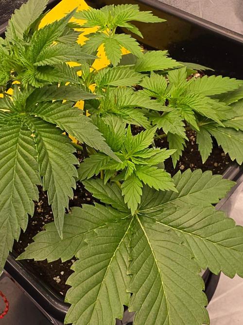 (EN) HOKUZAN WORLD BREEDERS BIOTABS. Week 3