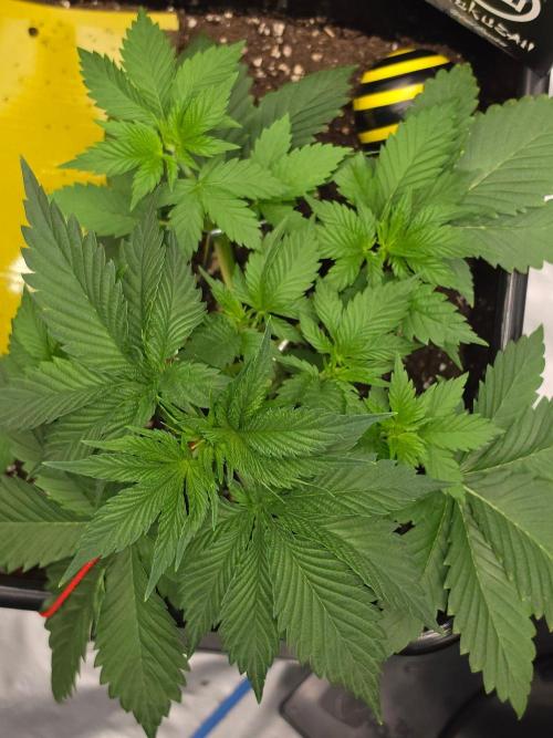 (EN) HOKUZAN WORLD BREEDERS BIOTABS. Week 3