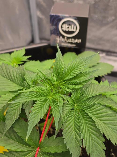 (EN) HOKUZAN WORLD BREEDERS BIOTABS. Week 3