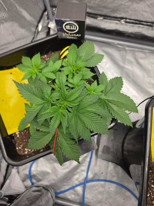 (EN) HOKUZAN WORLD BREEDERS BIOTABS. Week 3