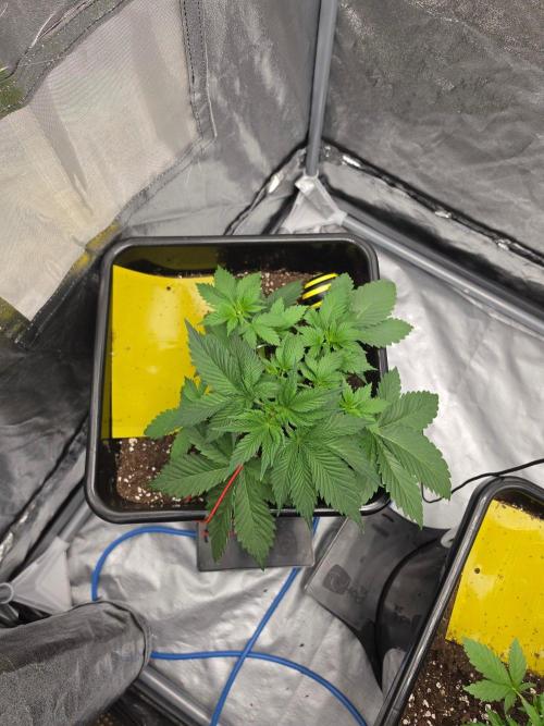(EN) HOKUZAN WORLD BREEDERS BIOTABS. Week 3