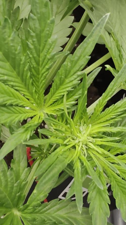 PURPLE LEMONADE AUTOSEEDS