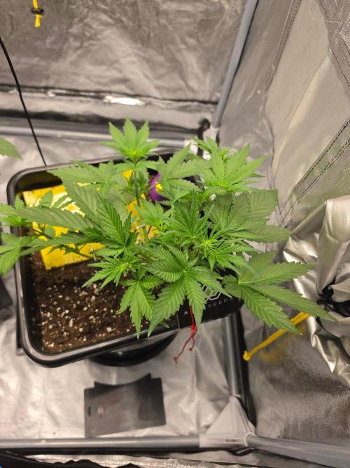 PURPLE LEMONADE AUTOSEEDS. Week 3