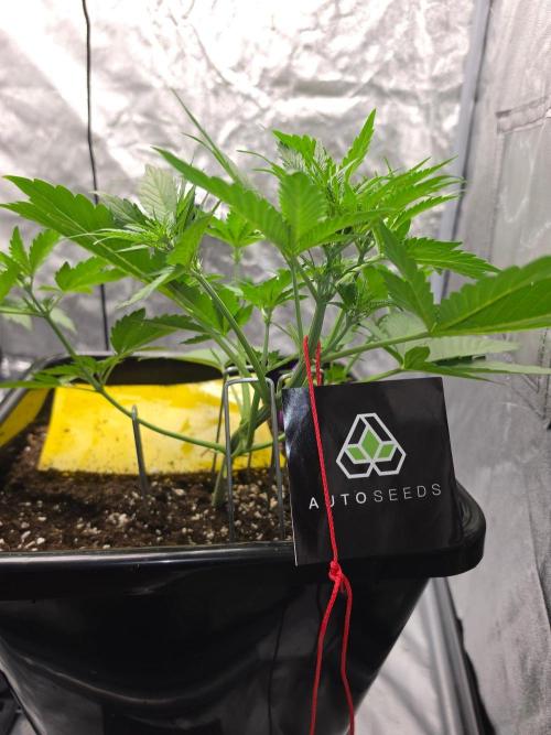 PURPLE LEMONADE AUTOSEEDS. Week 3