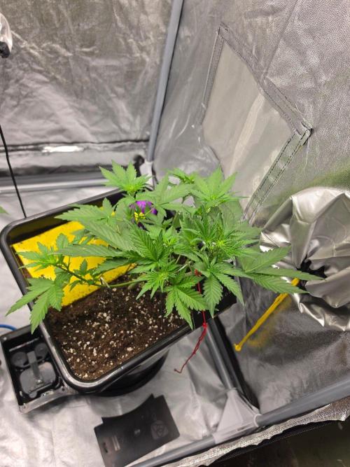PURPLE LEMONADE AUTOSEEDS. Week 3