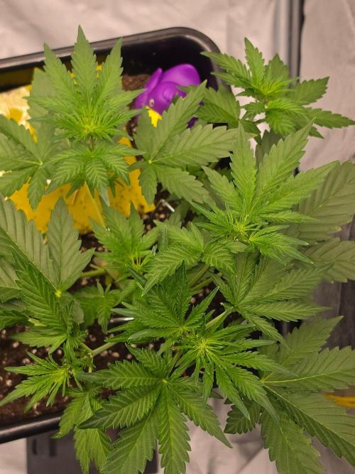 PURPLE LEMONADE AUTOSEEDS. Week 3