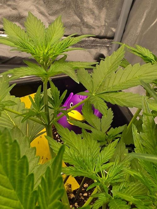 PURPLE LEMONADE AUTOSEEDS. Week 3