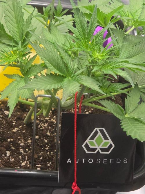 PURPLE LEMONADE AUTOSEEDS. Week 3