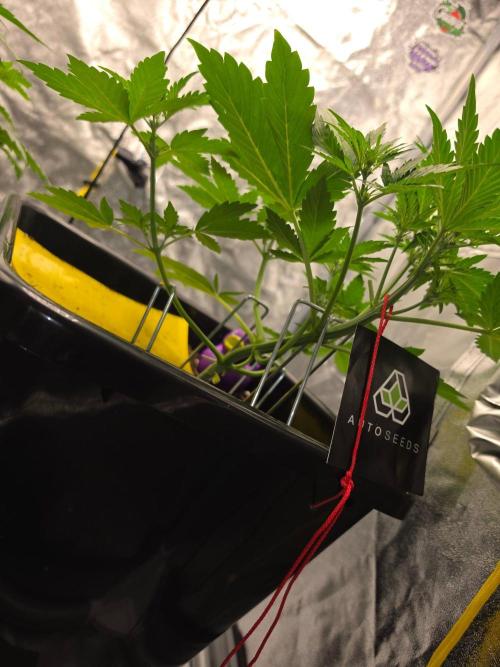 PURPLE LEMONADE AUTOSEEDS. Week 3