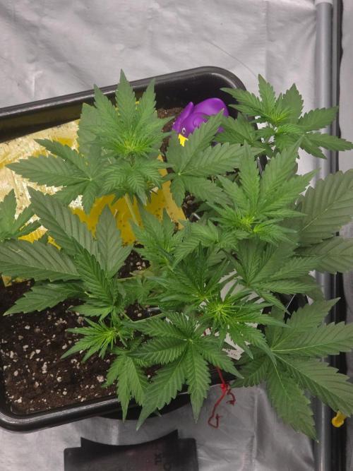 PURPLE LEMONADE AUTOSEEDS. Week 3