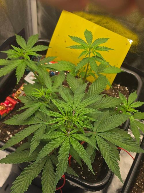 TRAINWRECK AUTO SEEDS. Week 3