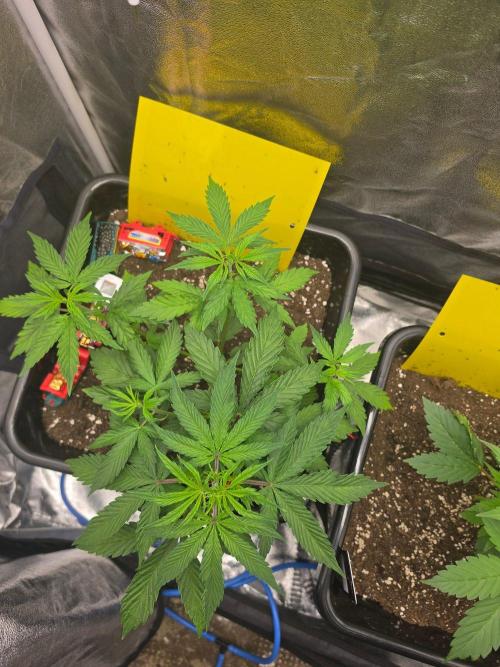 TRAINWRECK AUTO SEEDS. Week 3