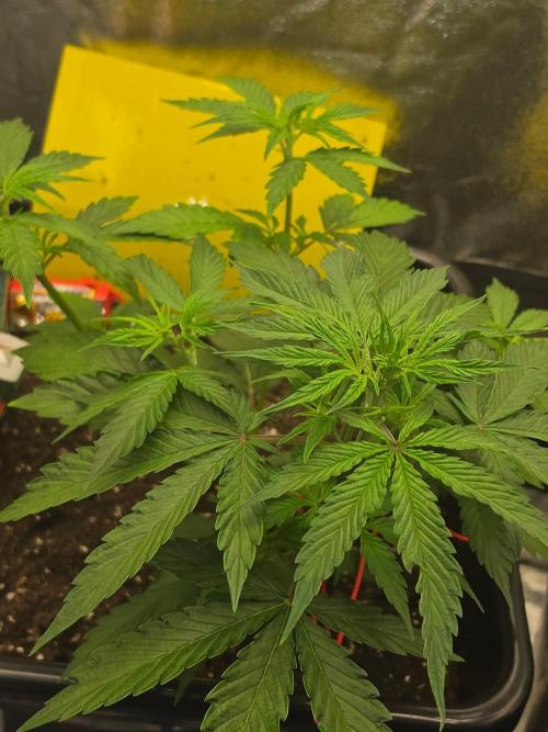 TRAINWRECK AUTO SEEDS. Week 3