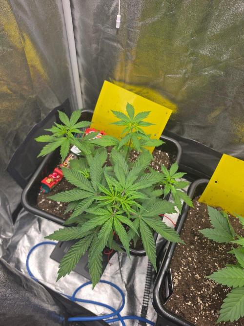 TRAINWRECK AUTO SEEDS. Week 3