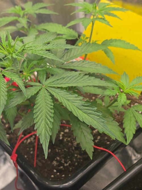 TRAINWRECK AUTO SEEDS. Week 3