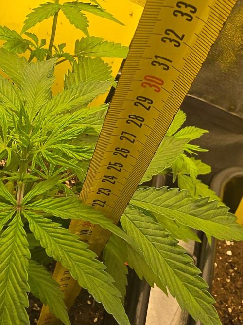 TRAINWRECK AUTO SEEDS. Week 3