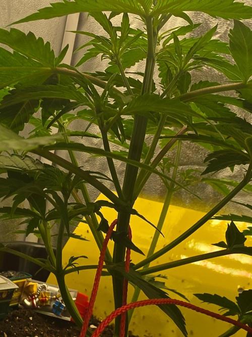 TRAINWRECK AUTO SEEDS. Week 3
