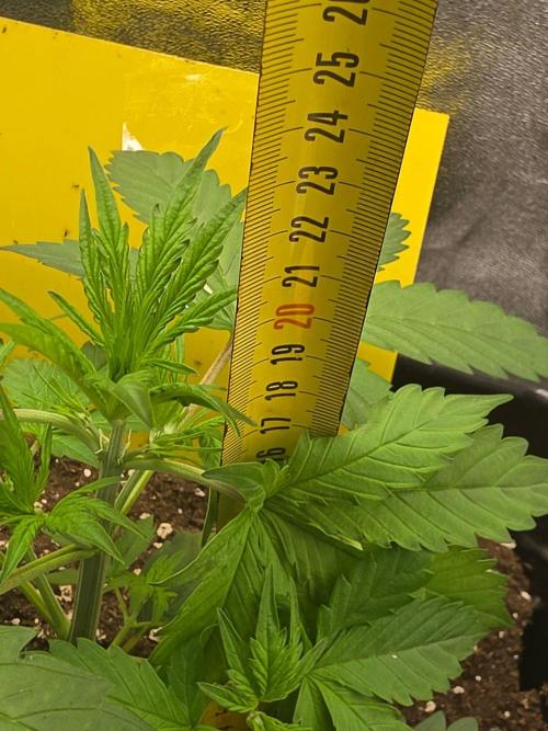 FAT BASTARD AUTO SEEDS  TRUMP. Week 3
