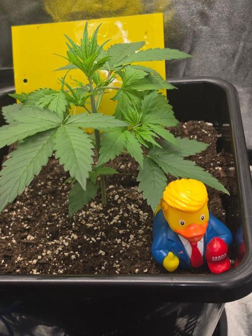 FAT BASTARD AUTO SEEDS  TRUMP. Week 3