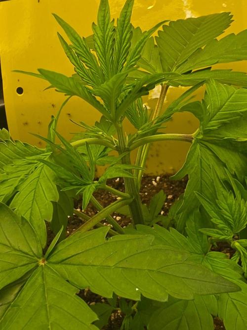 FAT BASTARD AUTO SEEDS  TRUMP. Week 3
