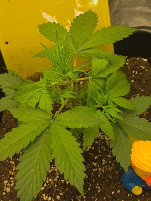 FAT BASTARD AUTO SEEDS  TRUMP. Week 3