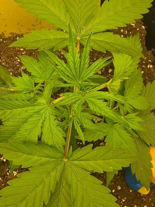 FAT BASTARD AUTO SEEDS  TRUMP. Week 3