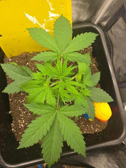FAT BASTARD AUTO SEEDS  TRUMP. Week 3