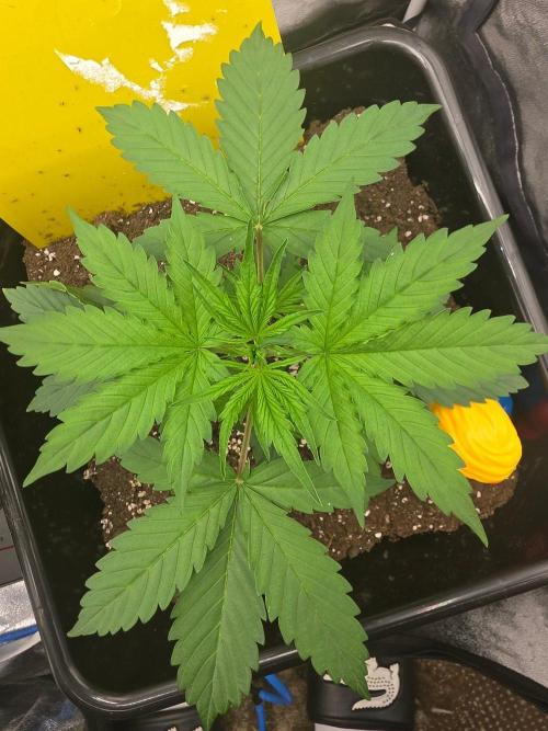FAT BASTARD AUTO SEEDS  TRUMP. Week 3