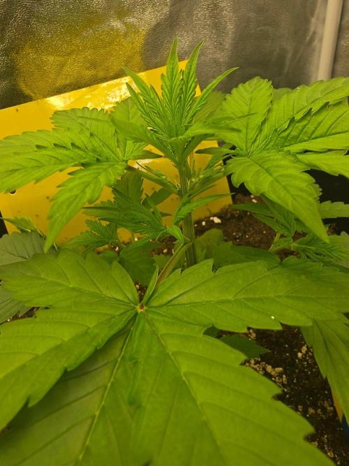 FAT BASTARD AUTO SEEDS  TRUMP. Week 3