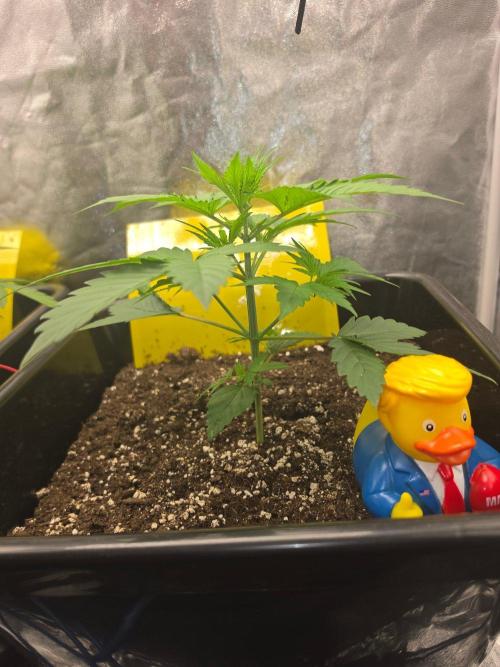 FAT BASTARD AUTO SEEDS  TRUMP. Week 3