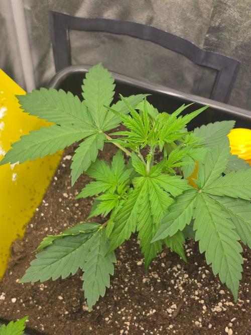 FAT BASTARD AUTO SEEDS  TRUMP. Week 3