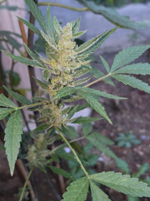 outdoor exp frostbanger 3 ème génération. Week 12