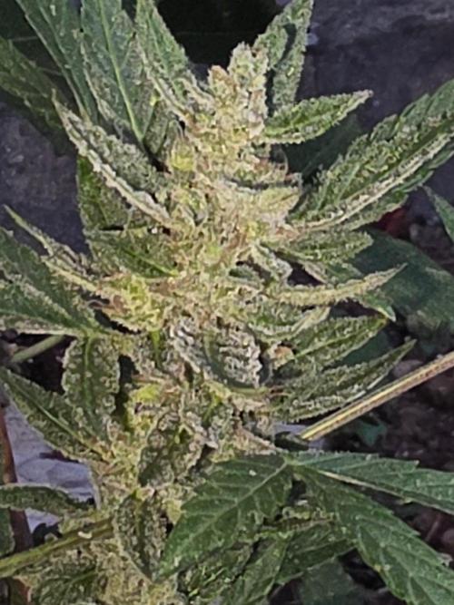 outdoor exp frostbanger 3 ème génération. Week 12