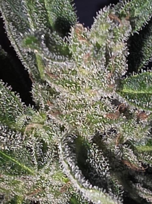 outdoor exp frostbanger 3 ème génération. Week 12