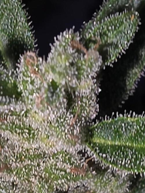 outdoor exp frostbanger 3 ème génération. Week 12