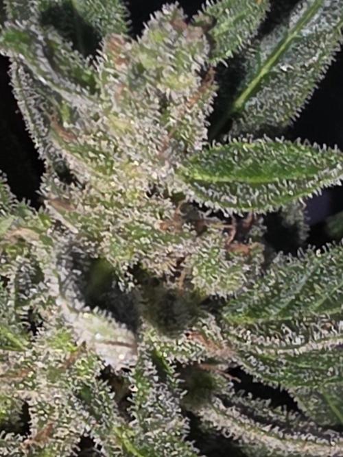 outdoor exp frostbanger 3 ème génération. Week 12