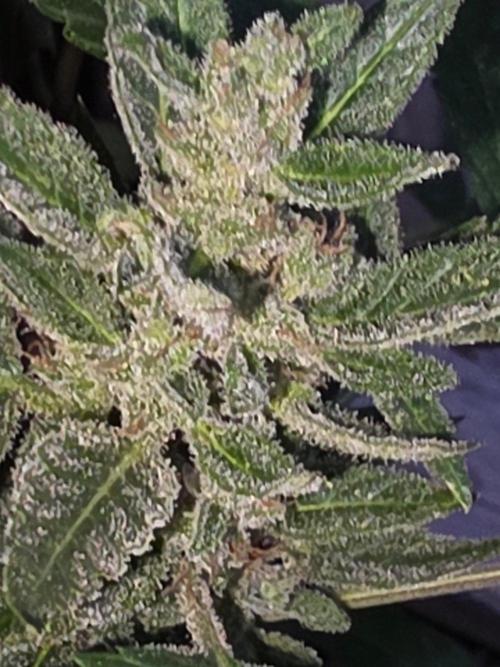 outdoor exp frostbanger 3 ème génération. Week 12