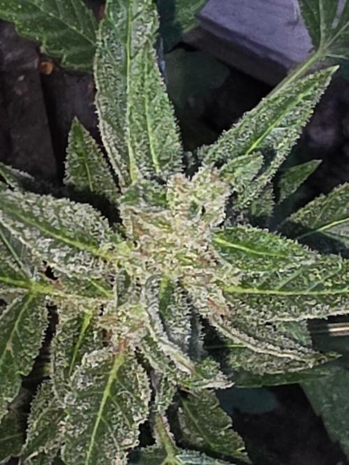 outdoor exp frostbanger 3 ème génération. Week 12
