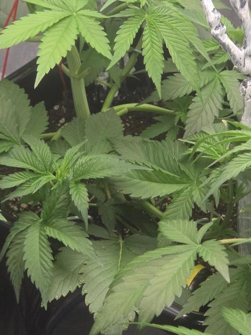 (EN) HOKUZAN WORLD BREEDERS BIOTABS. Week 4