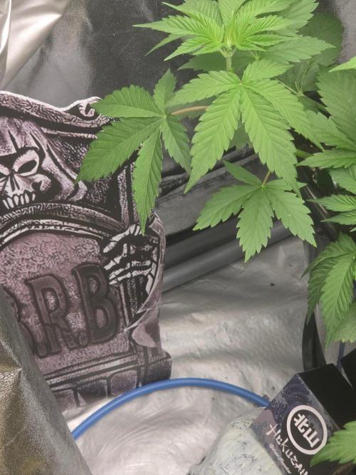 (EN) HOKUZAN WORLD BREEDERS BIOTABS. Week 4