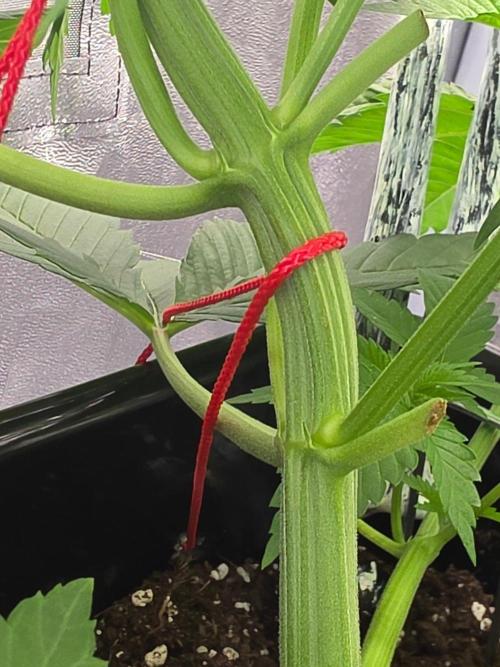 (EN) HOKUZAN WORLD BREEDERS BIOTABS. Week 4