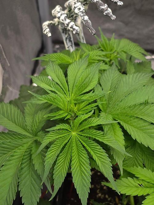 (EN) HOKUZAN WORLD BREEDERS BIOTABS. Week 4