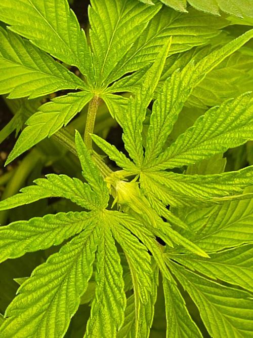 (EN) HOKUZAN WORLD BREEDERS BIOTABS. Week 4