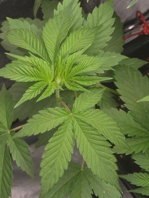 (EN) HOKUZAN WORLD BREEDERS BIOTABS. Week 4