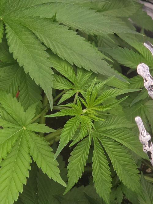 (EN) HOKUZAN WORLD BREEDERS BIOTABS. Week 4